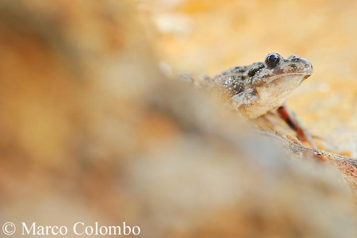 Pelodytes punctatus